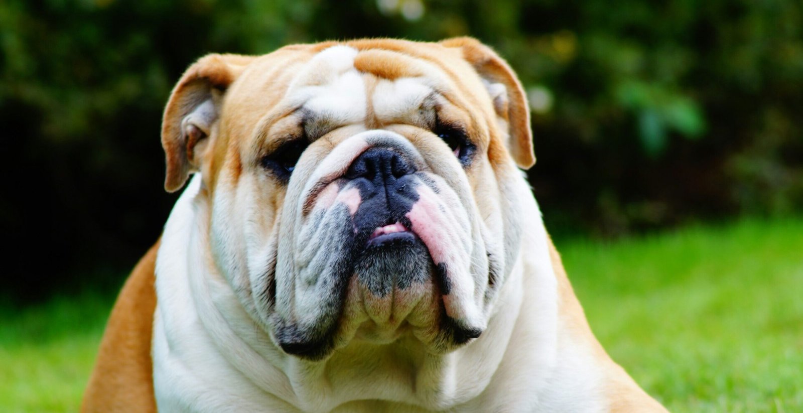white and brown english bulldog